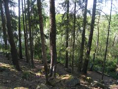 Pine trees south of Judarn in Judarskogen Nature Reserve, Bromma, Stockholm