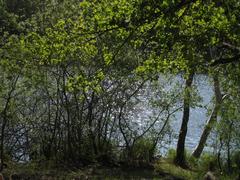 vegetation south of Lake Judarn in Judarskogen Nature Reserve Bromma Stockholm