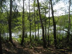 Vegetation south of Judarn in Judarskogen Nature Reserve