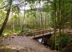 Judarskogens nature reserve in autumn