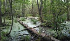 Boggy tree in Bromma