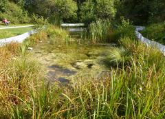 Ödledammen at Judarskogens Nature Reserve