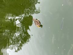 duck swimming on a lake