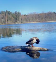 duck on the lake