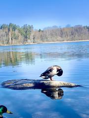 Duck swimming in a lake at Judarskogen nature reserve