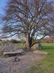 The Love Tree in a protected natural area in Sweden