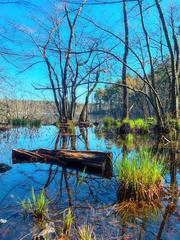 Lake surrounded by wetlands in Judarskogen with lush greenery