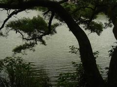 Acacia trees by Jinlong Lake in Xizhi, Taipei