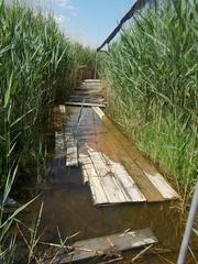 Birdsong Nature Trail reeds at Szikes tour entrance in Dinnyés, Fejér County, Hungary