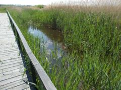 Birdsong Nature Trail bridge in Dinnyés, Fejér County, Hungary