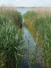 Birdsong Nature Trail, Dinnyési Fertő protected wetland area