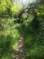 Birdsong Nature Trail with bushes in Dinnyés quarter