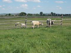 Hungarian Grey cattle in Dinnyés, Fejér County, Hungary