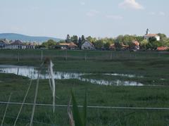 View of Saint George Church with grazing horses and pasture in Dinnyés, Fejér County, Hungary