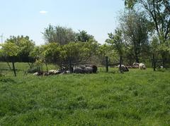 Racka sheep in Dinnyés quarter, Fejér County, Hungary