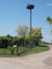 Stork nest on Rózsa Street in Dinnyés, Fejér County, Hungary