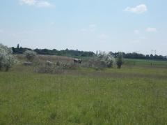 Birdsong Nature Trail meadow in Dinnyés, Fejér County, Hungary