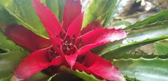 Inside the Boettcher Memorial Tropical Conservatory