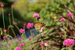 Monarch butterfly on a flower in Conservatory Garden, Central Park