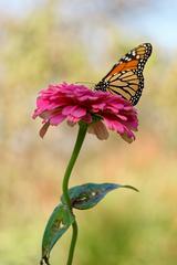 Monarch butterfly on flower in Conservatory Garden