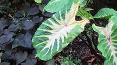 Colocasia esculenta 'White Lava' at Conservatory Garden