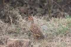 Grey francolin in a grassland in Gujarat