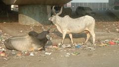 a sick and starving cow eating garbage on a street in Gujarat