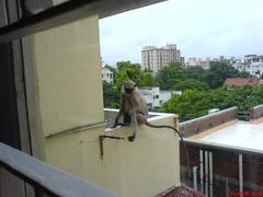 A monkey sitting on a rock in Ahmedabad, Gujarat, India