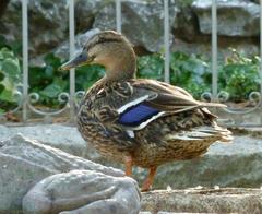 female Mallard at Campo del Moro gardens in Madrid