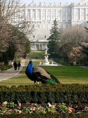 Campo del Moro Gardens with peacock, Madrid