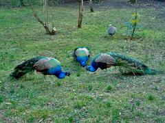 peacocks gathered in a field