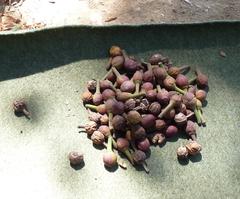 Fruit on a tree at Jardim Botânico da Ajuda