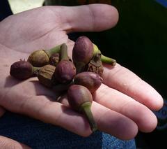 fruit of the tree in Jardim Botânico da Ajuda