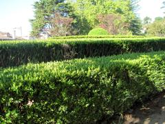 layered boxwood maze