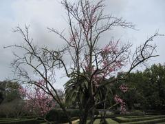 Jardim Botanico da Ajuda