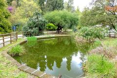 Aquatic plants at Orto Botanico in Rome, Italy