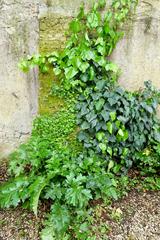 Foliage in Orto Botanico, Rome, Italy