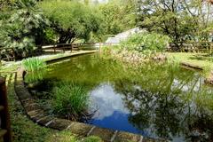 Aquatic plants in Orto botanico, Rome