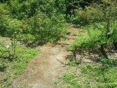 terraced hill in the Rome Botanical Garden with rose plants and small stone steps