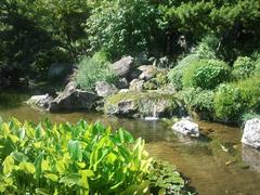 Aquatic plants and rocks in a basin at the Botanical Garden of Rome