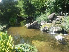 Aquatic plants and rocks in a basin at Botanic Garden of Rome