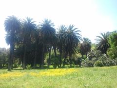 Palms in the Rome Botanical Garden