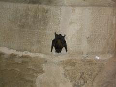 bat in Sukiennice Krakow