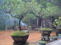 Từ Hiếu Temple courtyard with lush greenery and traditional architecture