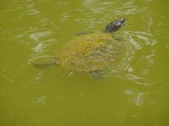 Turtle in the pond of Từ Hiếu Pagoda in Huế