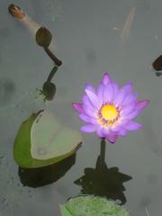 Water lily in pond at Tu Hieu Temple