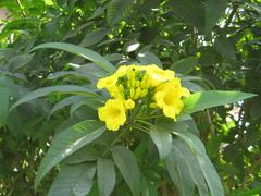 Yellow Trumpetbush in Chitwan National Park