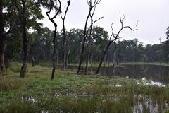 heavenly forest scene with barren trees and water