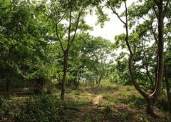 a scenic view of Chitwan National Park with lush greenery and a cloudy sky