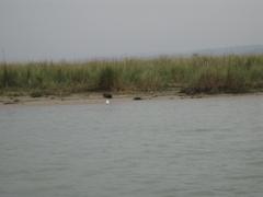 Scenic view of Chitwan National Park with lush greenery and a river